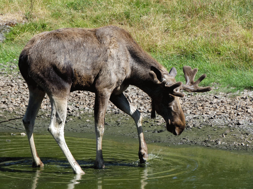 Elanden safari Värmland Zweden