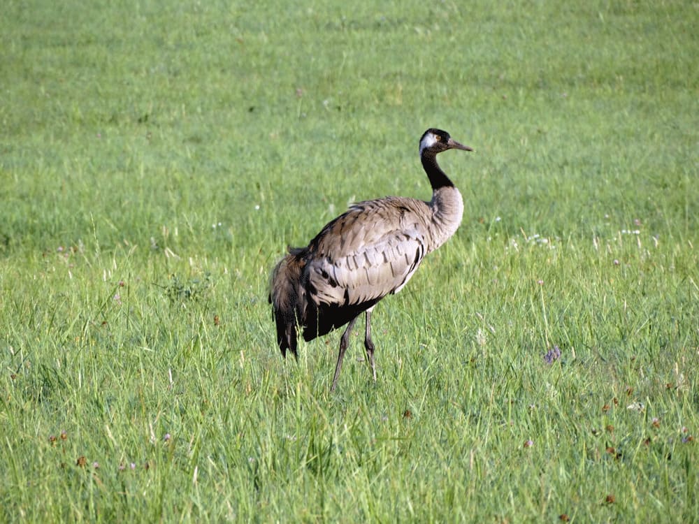 Kraanvogels in Värmland Zweden