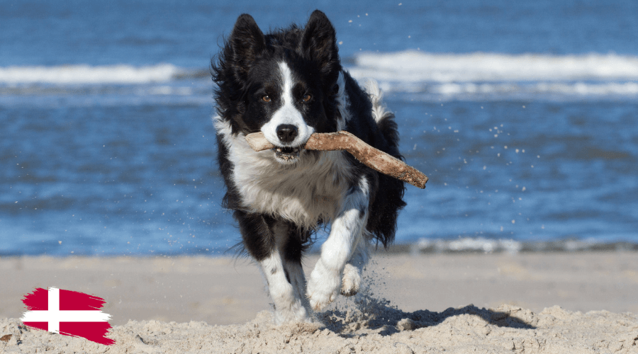 Hond mee naar Denemarken