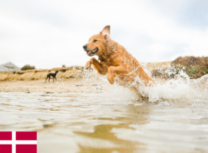 Met de hond naar Denemarken