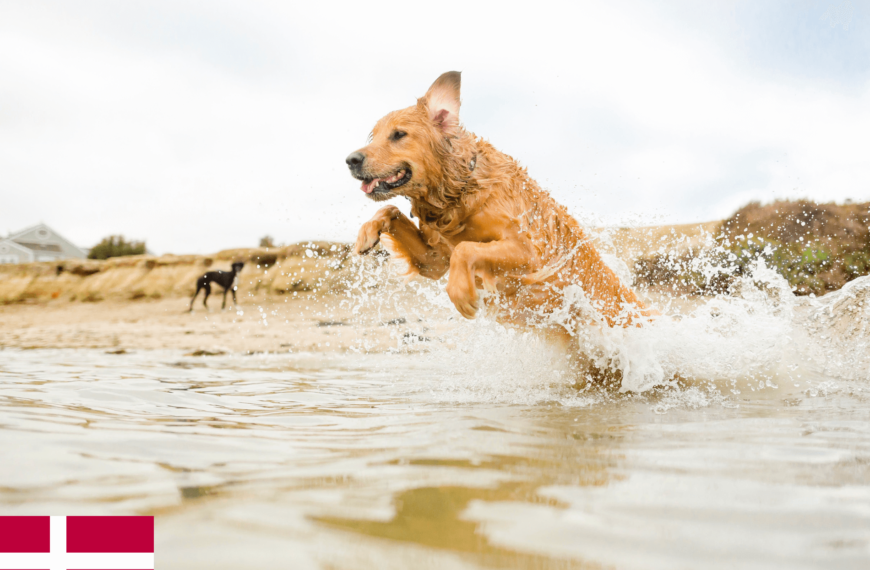 Met de hond naar Denemarken