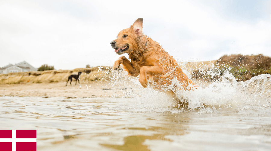 Met de hond naar Denemarken